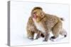 Japanese Macaques (Snow Monkeys) (Macata Fuscata), Japan-Andrew Sproule-Stretched Canvas
