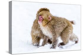 Japanese Macaques (Snow Monkeys) (Macata Fuscata), Japan-Andrew Sproule-Stretched Canvas