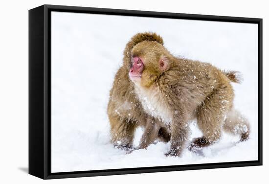 Japanese Macaques (Snow Monkeys) (Macata Fuscata), Japan-Andrew Sproule-Framed Stretched Canvas