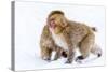 Japanese Macaques (Snow Monkeys) (Macata Fuscata), Japan-Andrew Sproule-Stretched Canvas