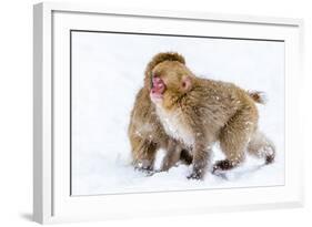 Japanese Macaques (Snow Monkeys) (Macata Fuscata), Japan-Andrew Sproule-Framed Photographic Print