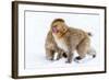 Japanese Macaques (Snow Monkeys) (Macata Fuscata), Japan-Andrew Sproule-Framed Photographic Print