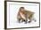 Japanese Macaques (Snow Monkeys) (Macata Fuscata), Japan-Andrew Sproule-Framed Photographic Print