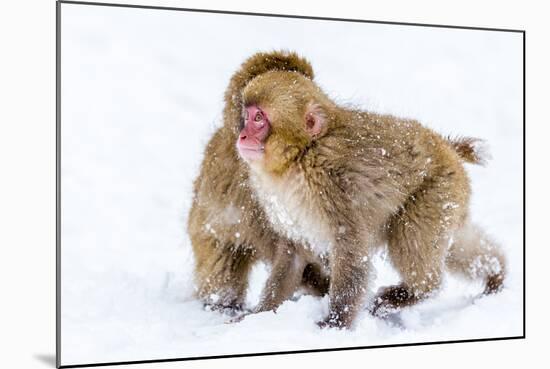 Japanese Macaques (Snow Monkeys) (Macata Fuscata), Japan-Andrew Sproule-Mounted Photographic Print