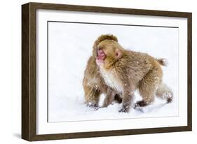 Japanese Macaques (Snow Monkeys) (Macata Fuscata), Japan-Andrew Sproule-Framed Photographic Print