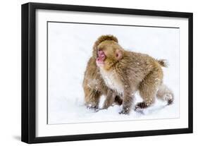 Japanese Macaques (Snow Monkeys) (Macata Fuscata), Japan-Andrew Sproule-Framed Photographic Print