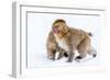 Japanese Macaques (Snow Monkeys) (Macata Fuscata), Japan-Andrew Sproule-Framed Photographic Print