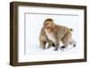 Japanese Macaques (Snow Monkeys) (Macata Fuscata), Japan-Andrew Sproule-Framed Photographic Print