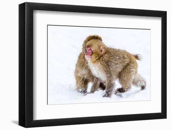 Japanese Macaques (Snow Monkeys) (Macata Fuscata), Japan-Andrew Sproule-Framed Photographic Print