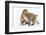 Japanese Macaques (Snow Monkeys) (Macata Fuscata), Japan-Andrew Sproule-Framed Photographic Print