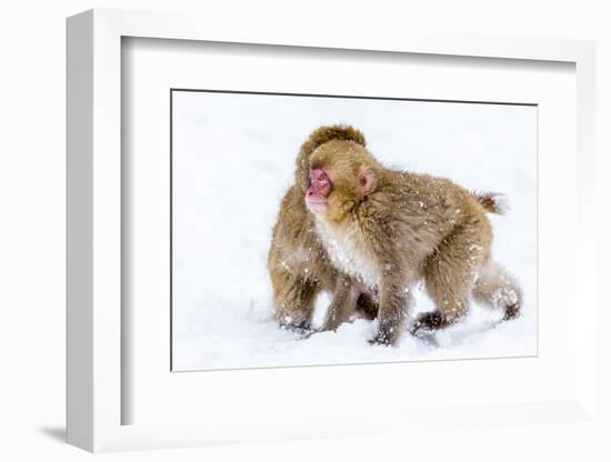 Japanese Macaques (Snow Monkeys) (Macata Fuscata), Japan-Andrew Sproule-Framed Photographic Print