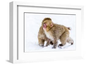 Japanese Macaques (Snow Monkeys) (Macata Fuscata), Japan-Andrew Sproule-Framed Photographic Print