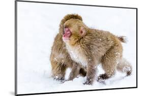 Japanese Macaques (Snow Monkeys) (Macata Fuscata), Japan-Andrew Sproule-Mounted Photographic Print