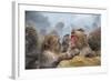 Japanese Macaques (Snow Monkeys) (Macata Fuscata), Japan-Andrew Sproule-Framed Photographic Print