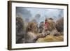 Japanese Macaques (Snow Monkeys) (Macata Fuscata), Japan-Andrew Sproule-Framed Photographic Print