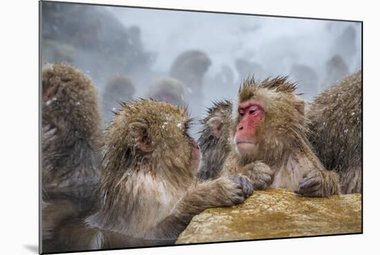 Japanese Macaques (Snow Monkeys) (Macata Fuscata), Japan-Andrew Sproule-Mounted Photographic Print