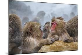 Japanese Macaques (Snow Monkeys) (Macata Fuscata), Japan-Andrew Sproule-Mounted Photographic Print