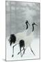 Japanese  Manchurian Crane Pair-null-Mounted Photographic Print