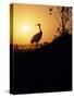 Japanese Manchurian Crane Silhouette-null-Stretched Canvas