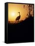Japanese Manchurian Crane Silhouette-null-Framed Stretched Canvas