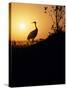 Japanese Manchurian Crane Silhouette-null-Stretched Canvas