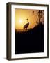 Japanese Manchurian Crane Silhouette-null-Framed Photographic Print