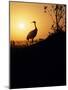 Japanese Manchurian Crane Silhouette-null-Mounted Photographic Print