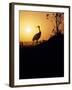 Japanese Manchurian Crane Silhouette-null-Framed Photographic Print