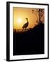 Japanese Manchurian Crane Silhouette-null-Framed Photographic Print