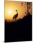 Japanese Manchurian Crane Silhouette-null-Mounted Photographic Print