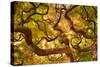 Japanese Maple 1-Moises Levy-Stretched Canvas