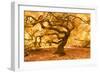 Japanese Maple 2-Moises Levy-Framed Photographic Print