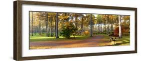 Japanese Maple (Acer Palmatum) Trees in Autumn, Westonbirt Arboretum, Gloucestershire, England-null-Framed Photographic Print