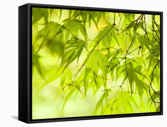 Japanese Maple (Acer) Tree in Springtime, England, UK-Jon Arnold-Framed Stretched Canvas