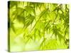 Japanese Maple (Acer) Tree in Springtime, England, UK-Jon Arnold-Stretched Canvas