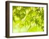 Japanese Maple (Acer) Tree in Springtime, England, UK-Jon Arnold-Framed Photographic Print