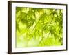 Japanese Maple (Acer) Tree in Springtime, England, UK-Jon Arnold-Framed Photographic Print