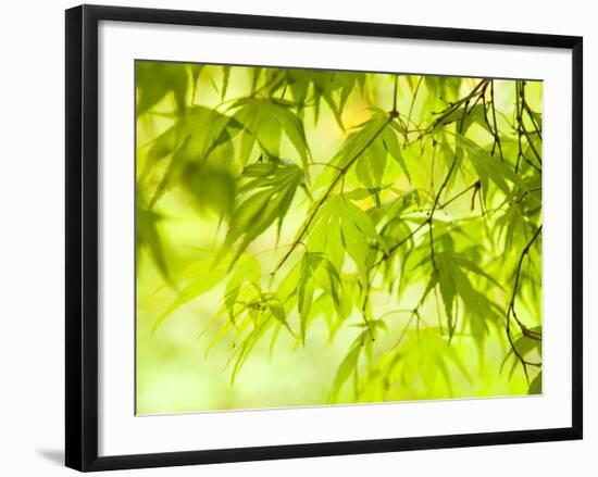 Japanese Maple (Acer) Tree in Springtime, England, UK-Jon Arnold-Framed Photographic Print