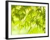 Japanese Maple (Acer) Tree in Springtime, England, UK-Jon Arnold-Framed Photographic Print