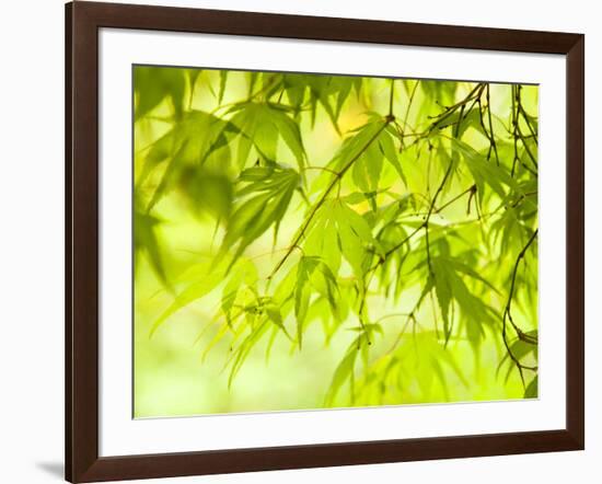 Japanese Maple (Acer) Tree in Springtime, England, UK-Jon Arnold-Framed Photographic Print