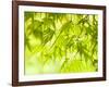 Japanese Maple (Acer) Tree in Springtime, England, UK-Jon Arnold-Framed Photographic Print