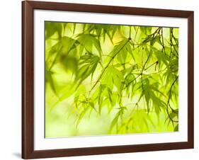 Japanese Maple (Acer) Tree in Springtime, England, UK-Jon Arnold-Framed Photographic Print