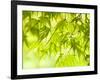 Japanese Maple (Acer) Tree in Springtime, England, UK-Jon Arnold-Framed Photographic Print