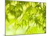 Japanese Maple (Acer) Tree in Springtime, England, UK-Jon Arnold-Mounted Photographic Print