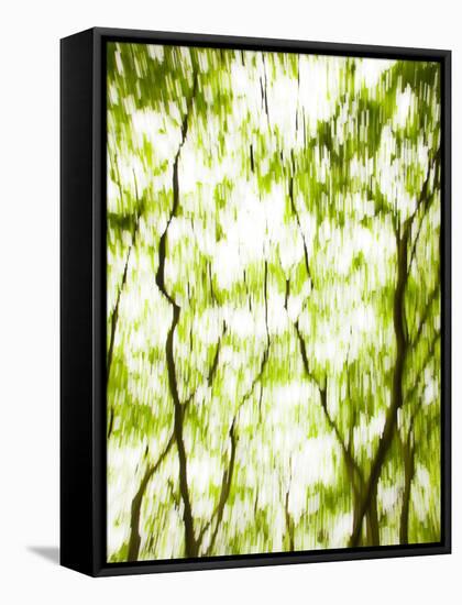 Japanese Maple (Acer) Tree in Springtime, England, UK-Jon Arnold-Framed Stretched Canvas