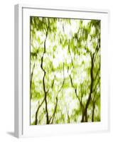 Japanese Maple (Acer) Tree in Springtime, England, UK-Jon Arnold-Framed Photographic Print