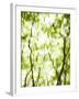 Japanese Maple (Acer) Tree in Springtime, England, UK-Jon Arnold-Framed Photographic Print