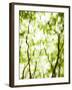 Japanese Maple (Acer) Tree in Springtime, England, UK-Jon Arnold-Framed Photographic Print