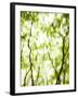 Japanese Maple (Acer) Tree in Springtime, England, UK-Jon Arnold-Framed Photographic Print