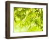 Japanese Maple (Acer) Tree in Springtime, England, UK-Jon Arnold-Framed Photographic Print